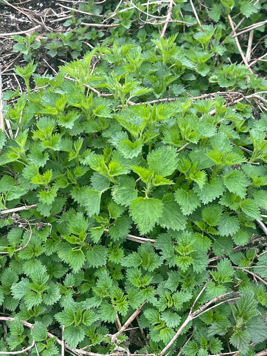 Nettle Tincture, 2oz